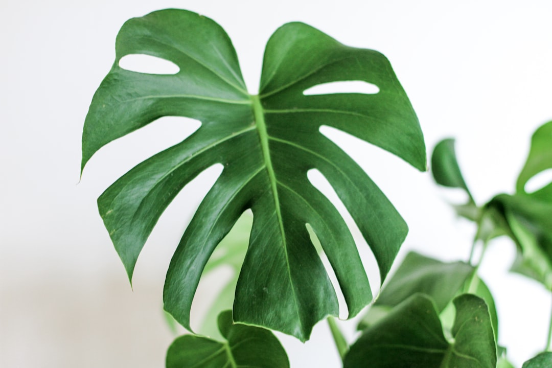 Unveiling the Mysterious Monstera Esqueleto
